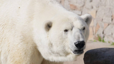 Ленинградский зоопарк: Наши животные из разных уголков страны показывают, насколько велика Россия