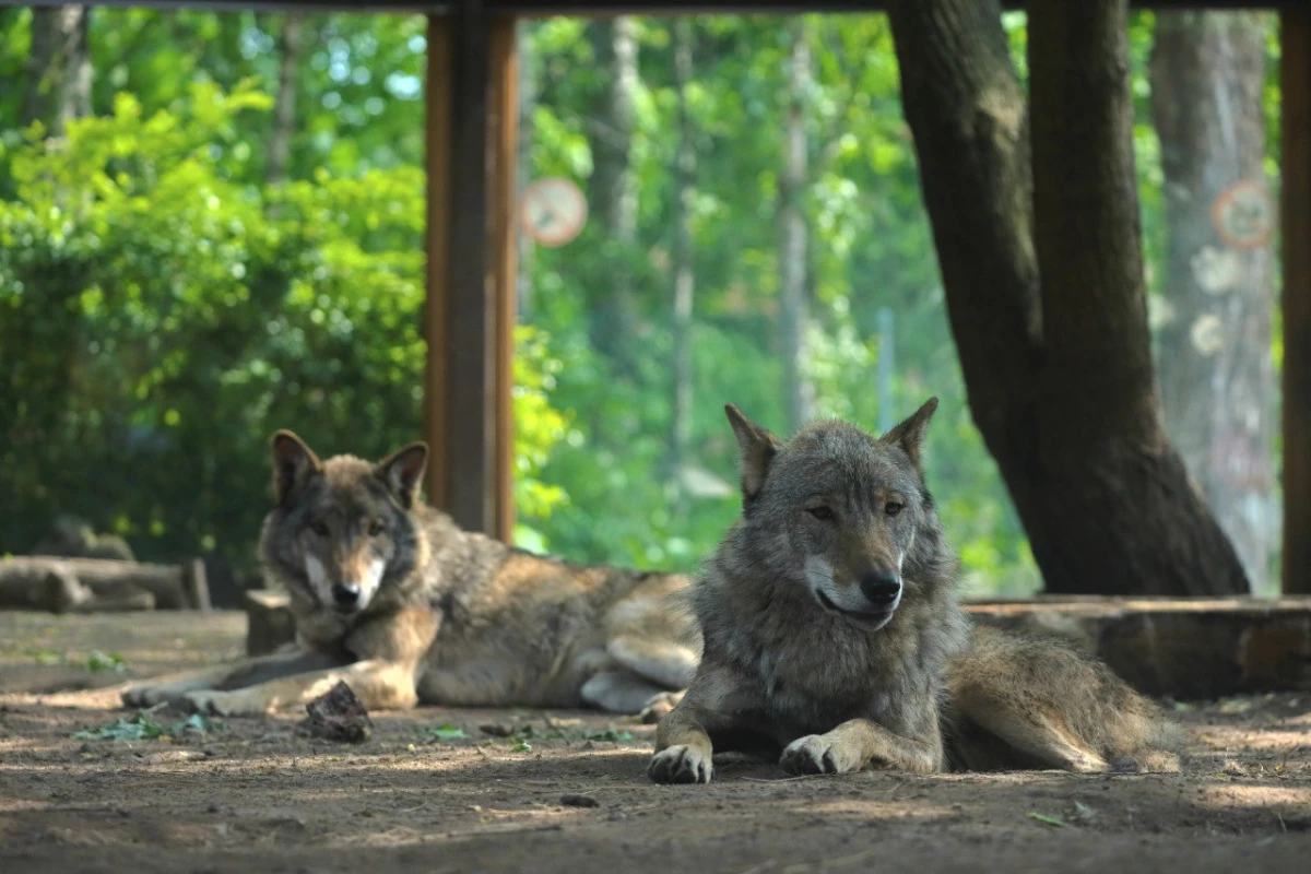В Ленинградском зоопарке отмечают день рождения братья-волки Мрак и Сумрак - tvspb.ru
