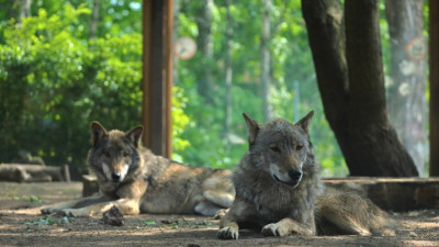 В Ленинградском зоопарке отмечают день рождения братья-волки Мрак и Сумрак