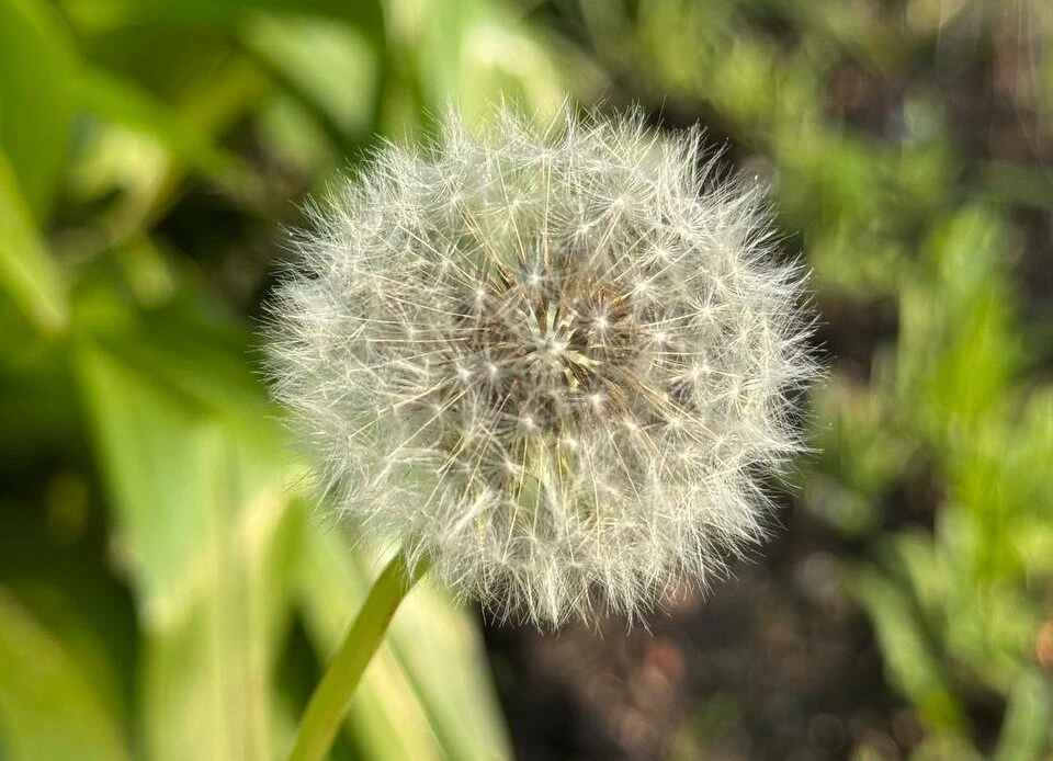 Нутрициолог рассказала о полезных свойствах одуванчиков - tvspb.ru