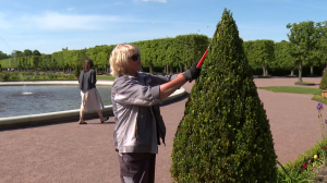 Цветущее лето в парках Петергофа