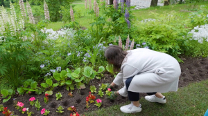 Цветочное лето в Гатчинском парке