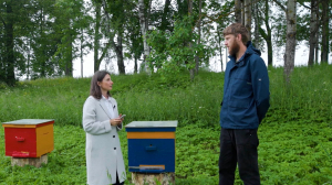 В Гатчинском парке поселились пчёлы