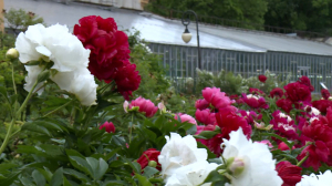 Махровая роскошь: удивительные сорта, цвета и ароматы на выставке пионов в Ботаническом саду