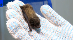 Реабилитация летучих мышей в Ленинградском зоопарке