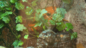 Помидорки на лапках: несъедобные лягушки  — насколько они опасны для человека