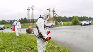 Борьба с борщевиком