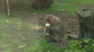 «Маленькая лилия» Саюри в семействе японских макак и другие новобранцы Ленинградского зоопарка