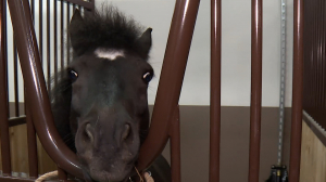 Иппосфера — 2025. На манеже грацию и мощь будут демонстрировать более 200 лошадей 20 пород