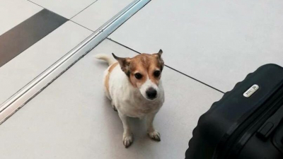 Пёс Малыш, сбежавший из переноски в Пулково, погиб