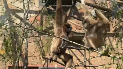 Как белорукие гиббоны «летают» среди деревьев, показали в Ленинградском зоопарке
