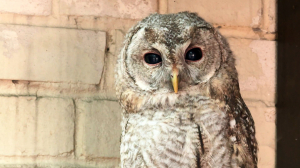 Спасение животных и птиц. Когда человек – последняя надежда