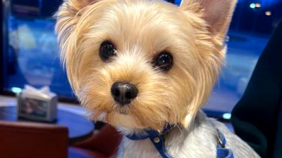 Терьера Симбу, похищенного на Авиаконструкторов, вернули владельцам