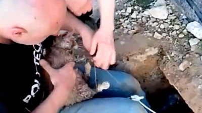 В Петербурге из канализации спасли кошку