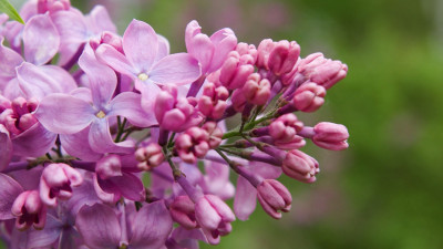 Сортовую сирень высадили в музеях Ленобласти