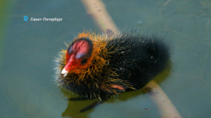 Лесные новости: пернатые «одуванчики», медведь, который очень любит сныть, и слётки неясыти, что учатся летать