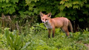 Лисята в городе, ворона-футболист на тренировке, кабанчики изучают лес, а желна — фотоловушку: свежие лесные новости от Павла Глазкова