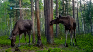 Лесные новости. Семейство поганок в Гатчинском парке, детский сад лесных поросят и пора роста новых рогов у лосей