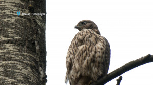 Лосиный СПА, семейные заботы ястребов-тетеревятников и кадастровая история волка  — свежие Лесные новости от Павла Глазкова
