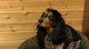 Четвероногий сотрудник ОМОН на транспорте — русский спаниель Пуля