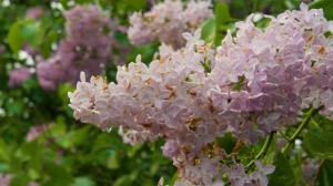 Фестиваль «Сиреневый променад». Павловск утонул в цветах и ароматах сирени