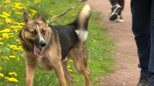 Следствие ведут … волонтёры «ВаськаАлерт»: как не потерять питомца на прогулке и по каким правилам искать, если всё-таки не уберегли