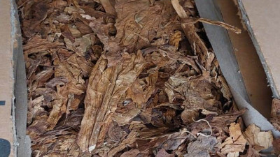 Свыше 59 тонн табачного сырья из Бразилии не пустили в Петербург из-за опасных насекомых