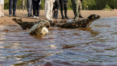 Упитанные и полные сил: четыре тюленя вернулись в Финский залив