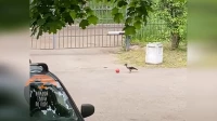 В Петербурге ворона играла в футбол