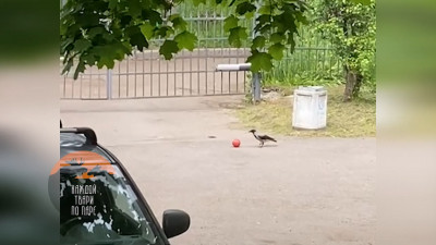 В Петербурге ворона играла в футбол