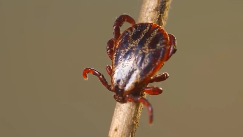 За неделю от укусов клещей пострадали 536 петербуржцев - tvspb.ru