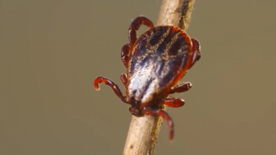 За неделю от укусов клещей пострадали 536 петербуржцев