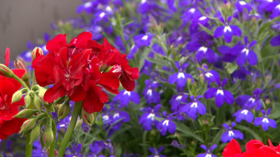 В Петербурге в 2025 году благоустроят 50 садов и скверов