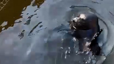 Тюлень Крошик блаженствует на корабле в компании лучших друзей и передаёт всем привет