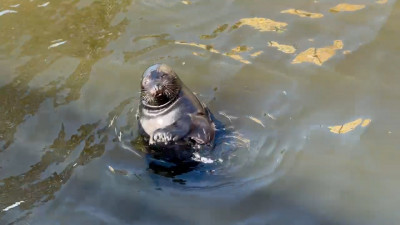 Крошик продолжает изучать мир с борта своего корабля: сегодня он узнал, что люди тоже могут плавать