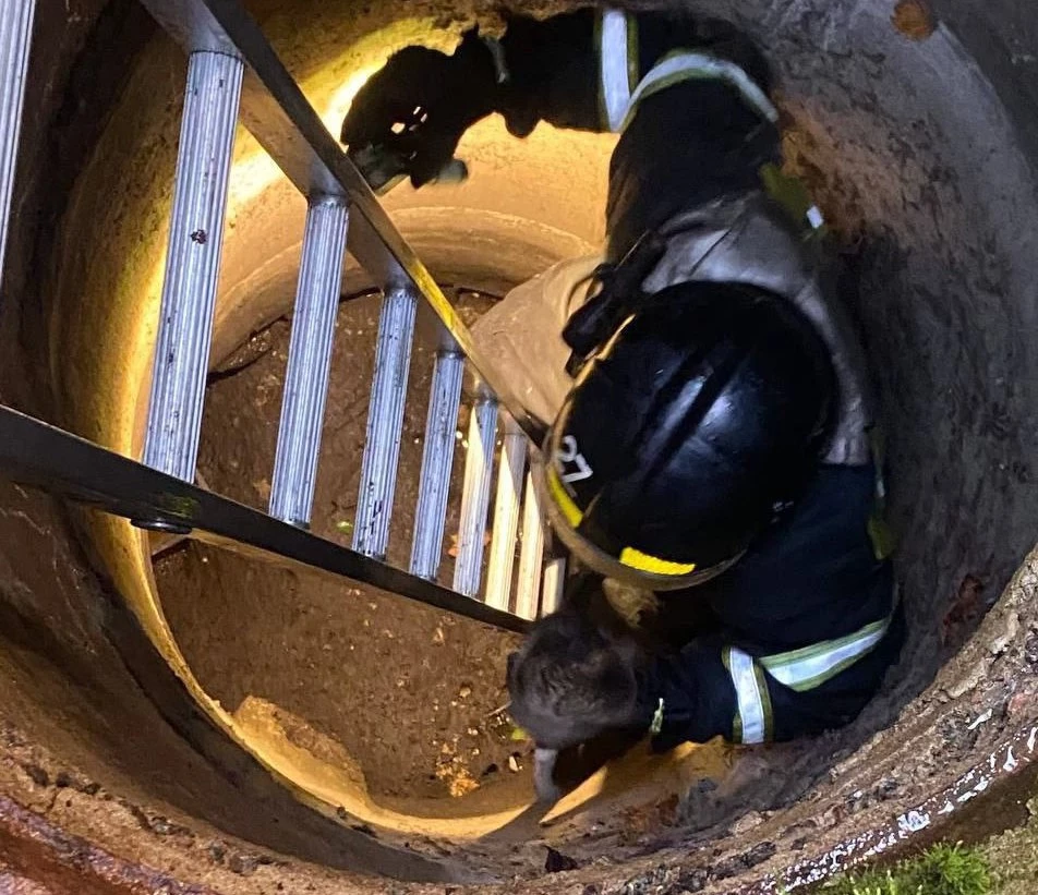 Бездомного кота Виталия спасли из канализационного люка в Курортном районе - tvspb.ru