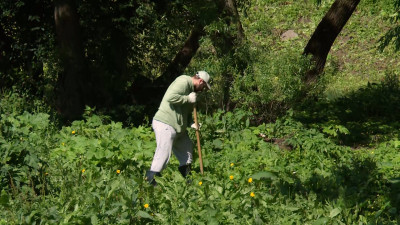 В Полежаевском парке Петербурга продолжают бороться с борщевиком: там он растет сильнее всего