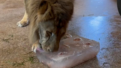 Животные Ленинградского зоопарка охлаждаются вкусными ледяными угощениями