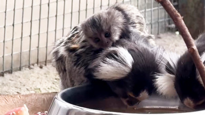 У пары обыкновенных игрунок из Ленинградского зоопарка родился малыш