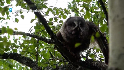 В Выборгском районе заметили семейство бородатой неясыти