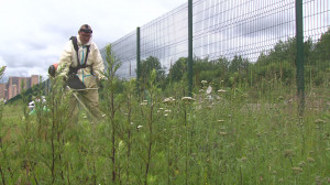 Борьба с борщевиком в Выборгском районе