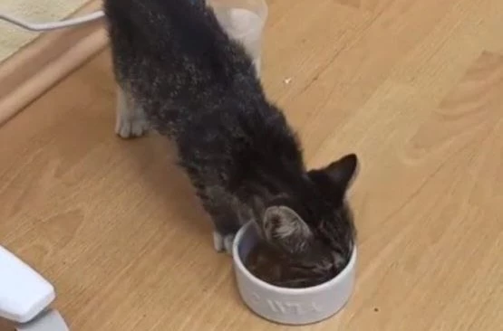 В Петербурге ищут новый дом для котенка, выжившего в мусоровозе - tvspb.ru