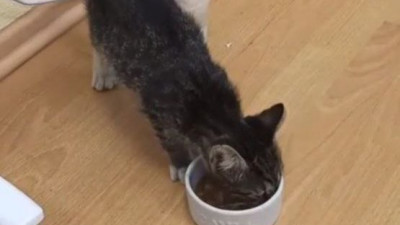 В Петербурге ищут новый дом для котенка, выжившего в мусоровозе