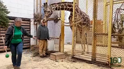 Ленинградский зоопарк показал, как проходит медицинский тренинг с жирафом Соней