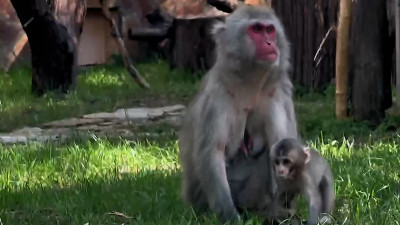 Ленинградский зоопарк показал семейство японских макаков