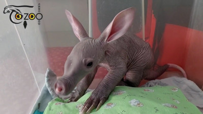 «Урурур»: малыш-трубкозуб научился разговаривать