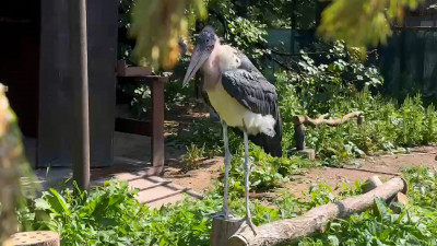 Африканские марабу поселились в Ленинградском зоопарке