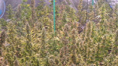 Петербуржца будут судить за выращивание конопли в квартире