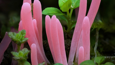 Редкий гриб нашли под Петербургом — его отправят в музей