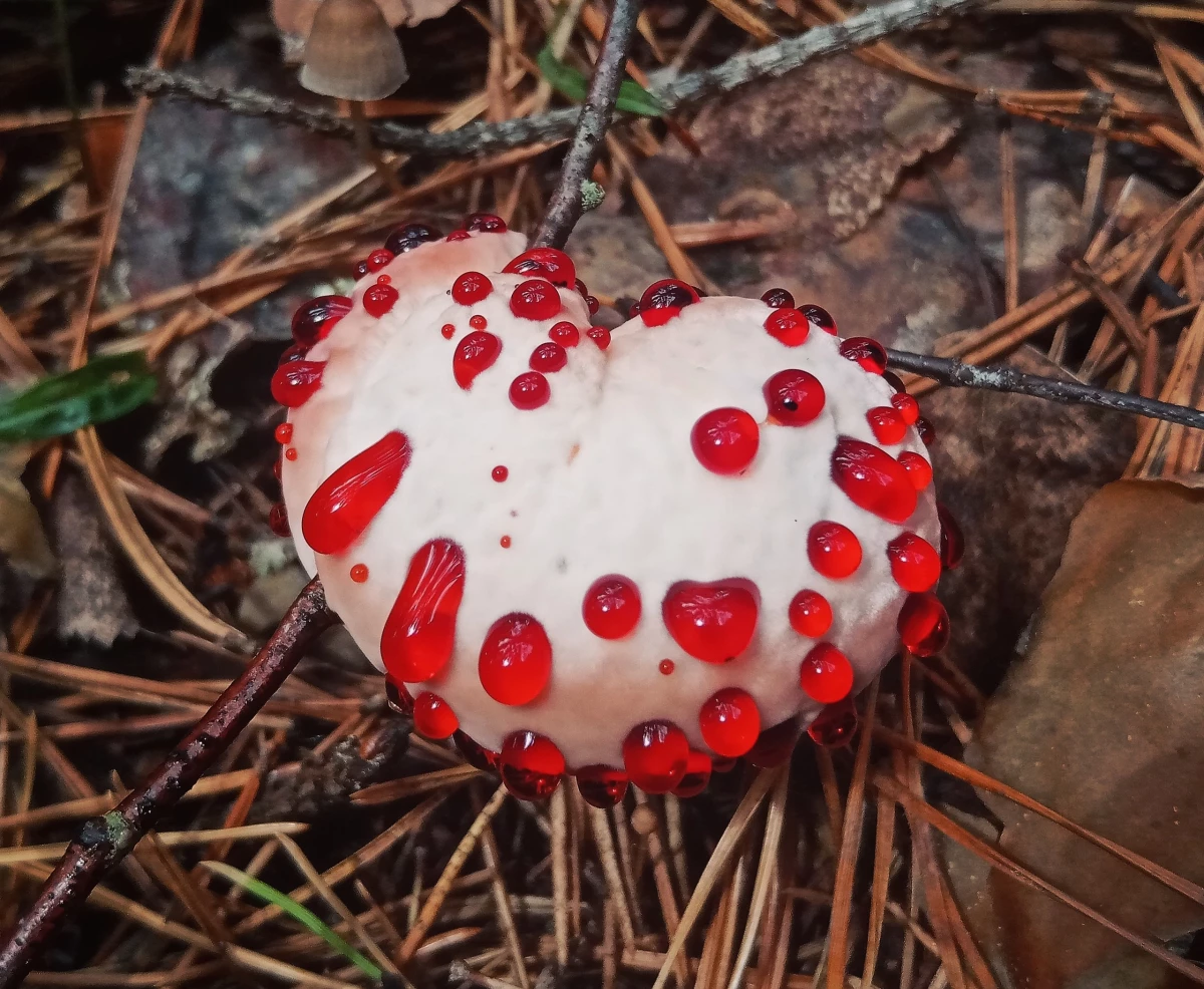 «Кровоточащее сердце»: россиянин нашел редкий гиднеллум Пека - tvspb.ru